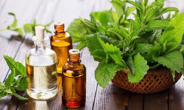Tự chế tinh dầu bạc hà tại nhà để làm sạch không khí nồm ẩm