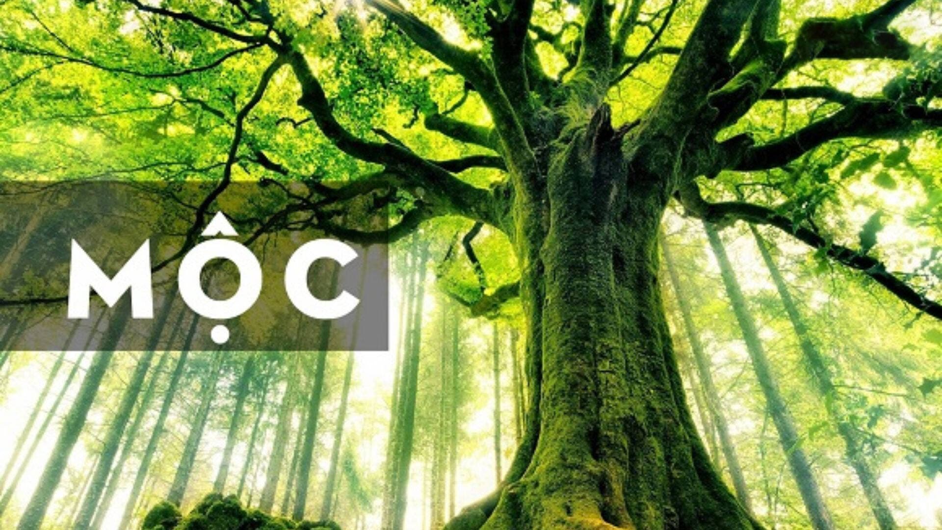 9 mẫu vòng tay phong thủy cho người mệnh Mộc giúp thu hút tài lộc, cải thiện sức khỏe