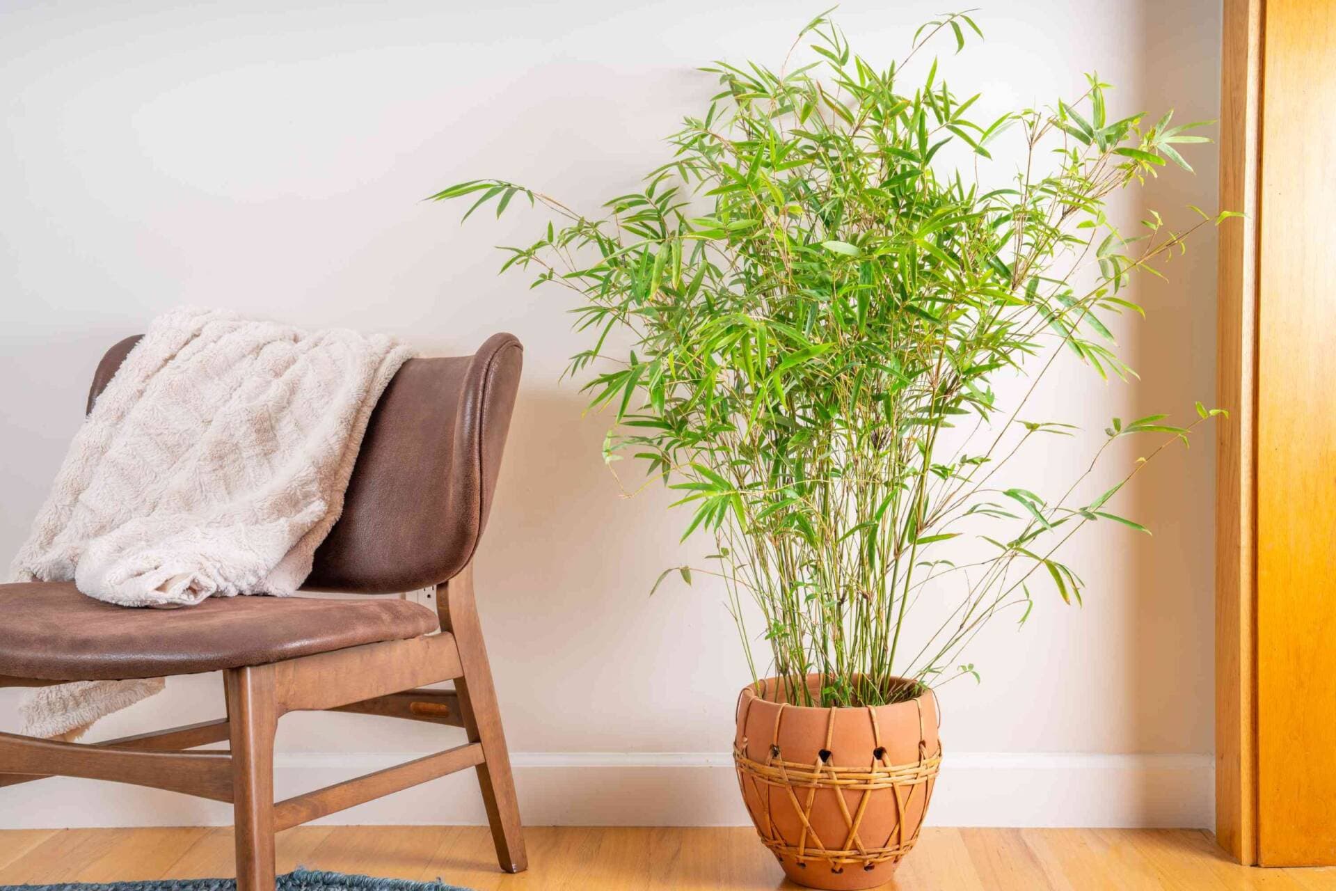 Cây thủy trúc hợp mệnh gì? Ý nghĩa phong thủy của cây thủy trúc trong nhà Việt