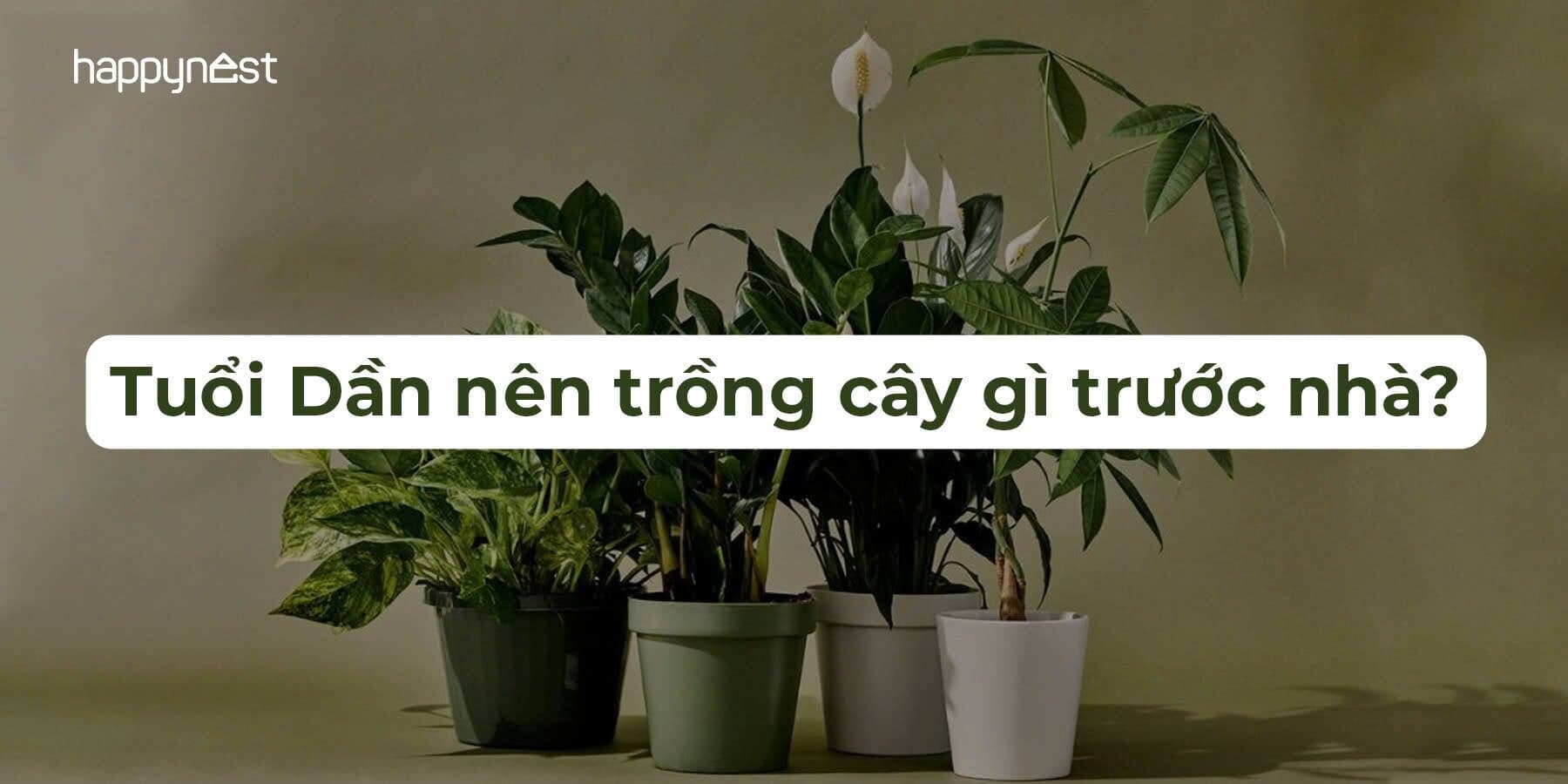 Tuổi Dần nên trồng cây gì trước nhà để đón tài khí, tăng cường vận may năm 2025?