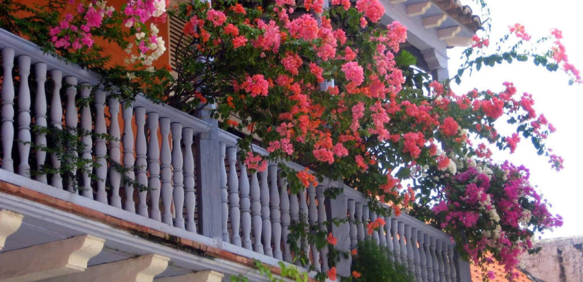 6 loại cây và hoa mang lại tài lộc, phú quý, trồng trong nhà là đón may mắn cả năm