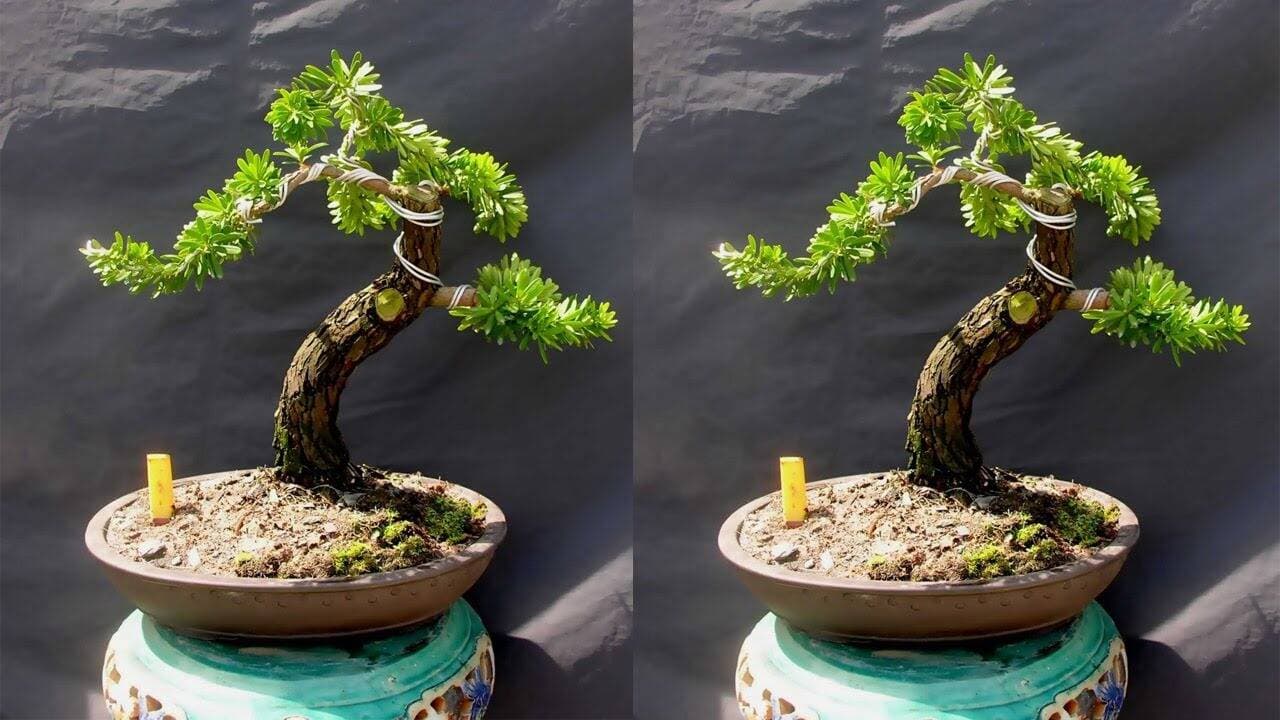 Cách trồng và chăm sóc cây tùng giúp thanh lọc không khí hiệu quả