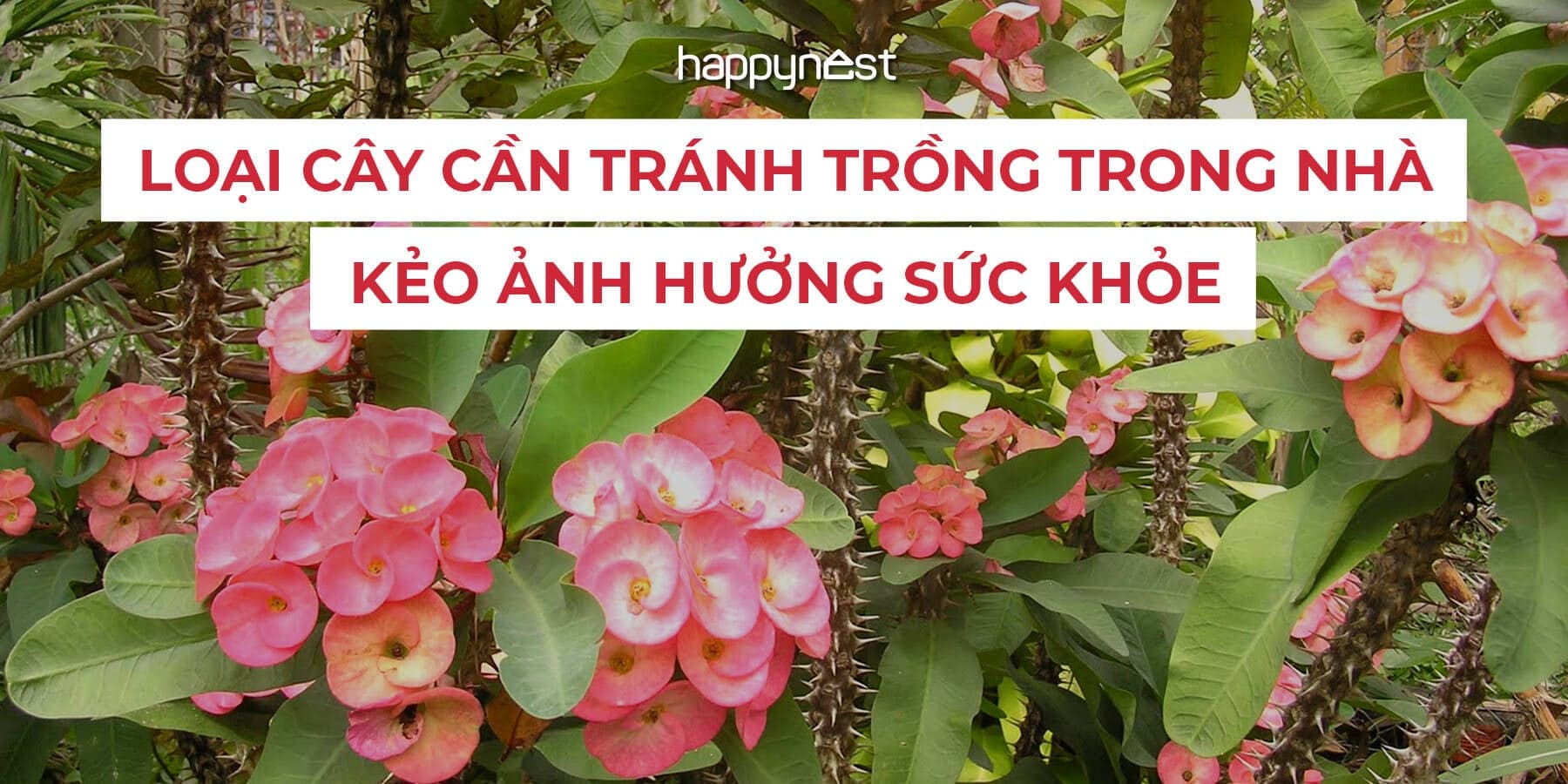 6 loại cây cảnh có độc không nên trồng trong nhà nếu có trẻ nhỏ
