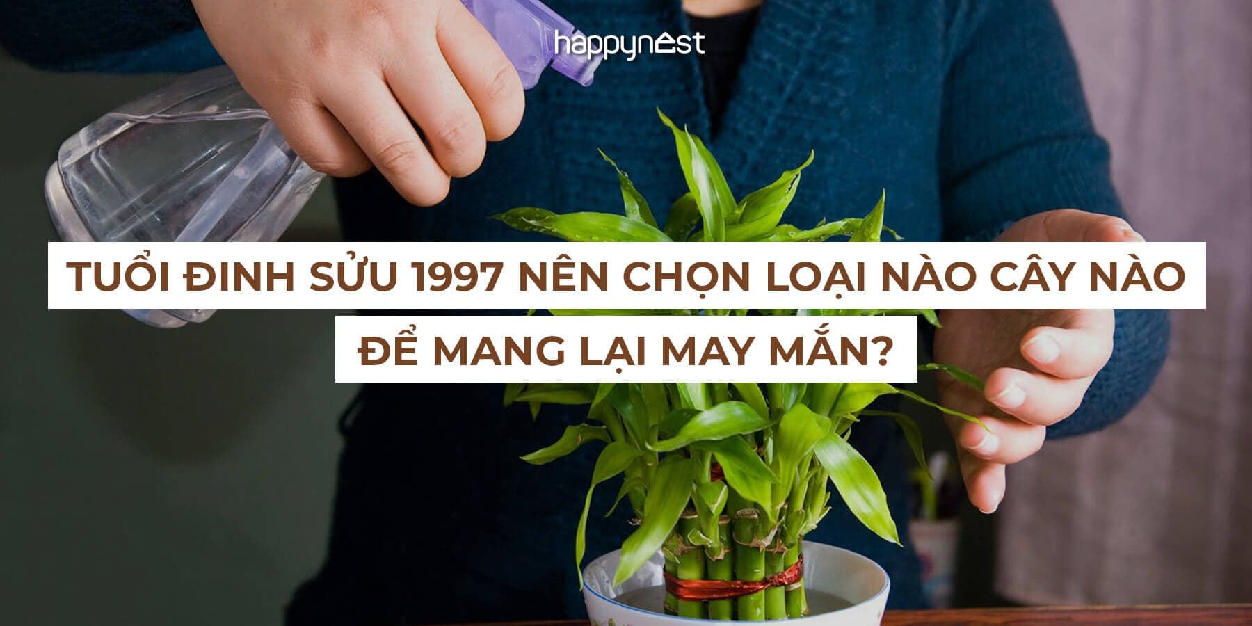 Tuổi Đinh Sửu 1997 hợp cây gì? 5 loại cây phong thủy giúp mệnh Thủy hút tài lộc, đón may mắn