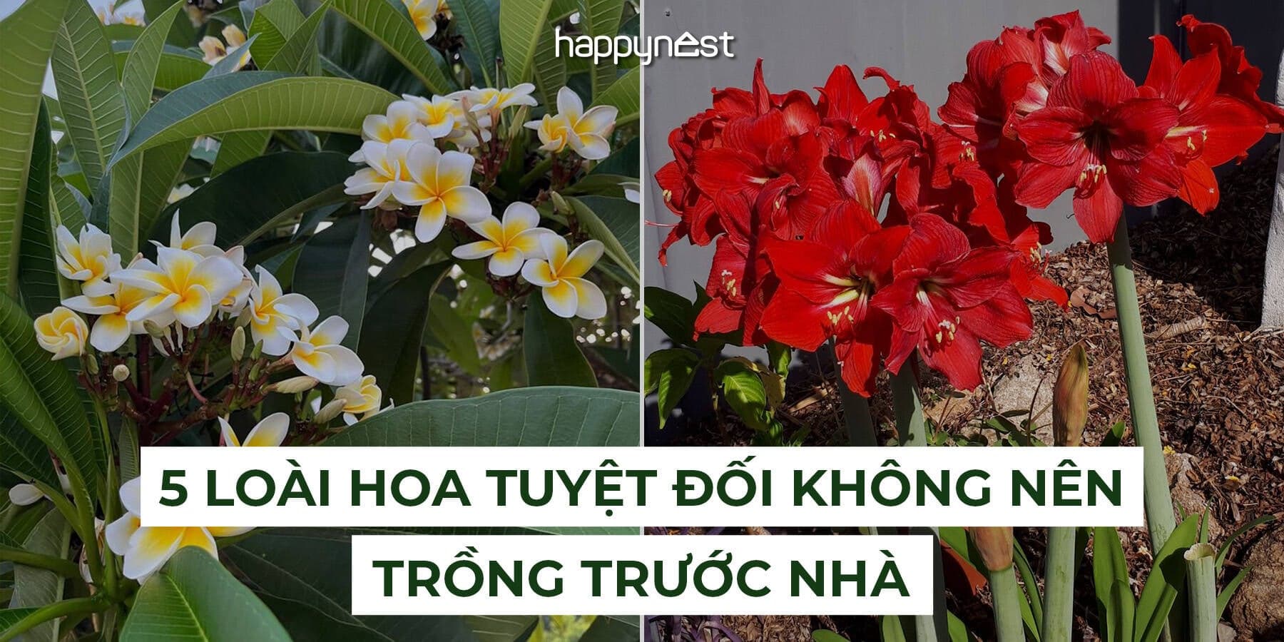 5 loài hoa đẹp đến mấy cũng “rước xui” nếu trồng trước nhà