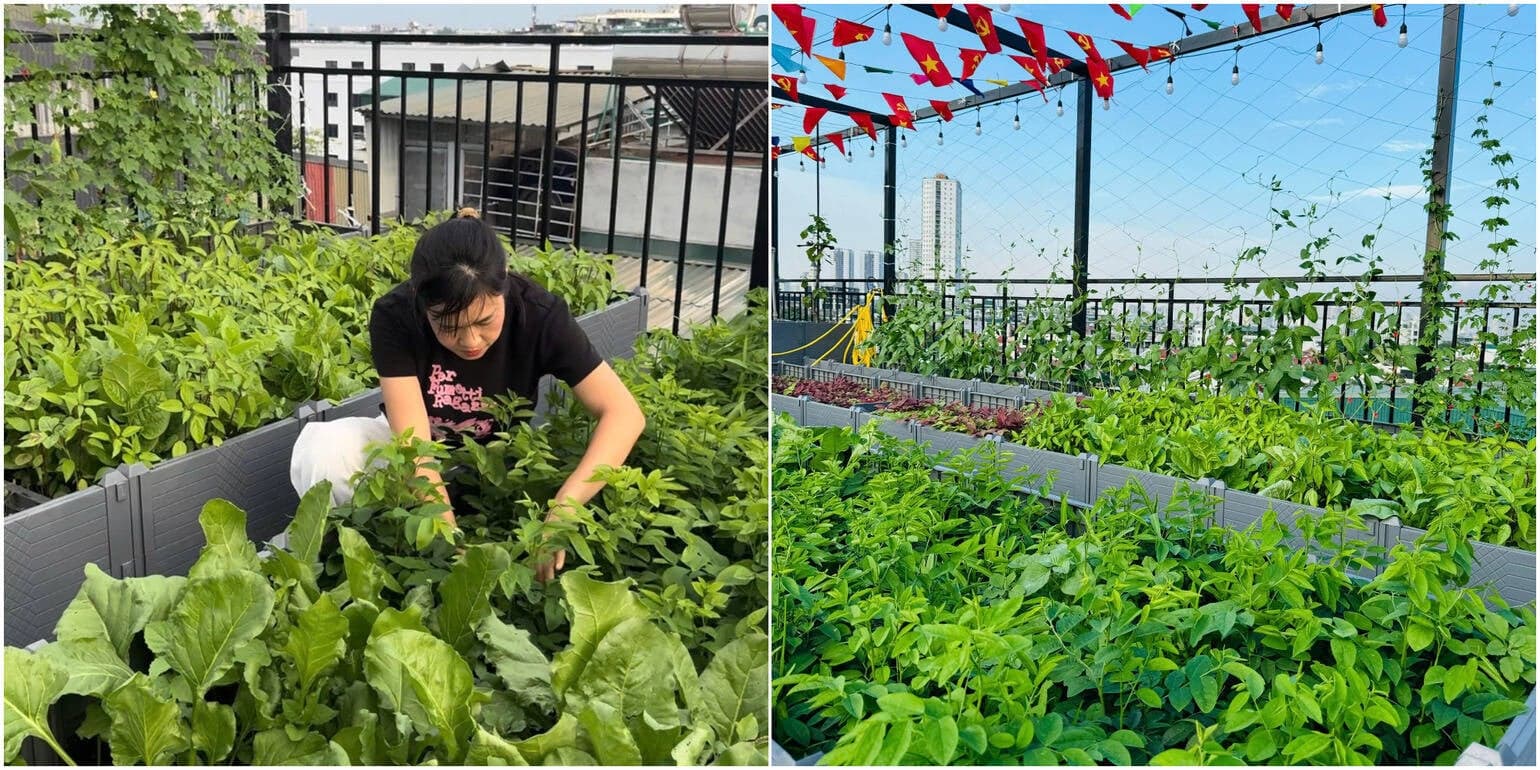 Vợ chồng Hà Nội chi 200 triệu biến sân thượng thành nông trại xanh