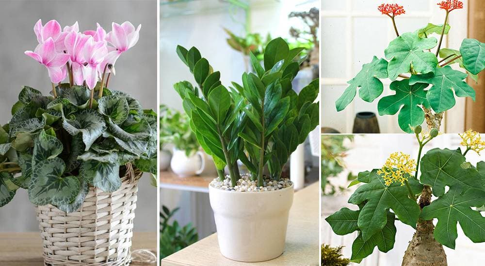7 loại cây nếu trồng trong nhà có thể gây độc hại cho trẻ