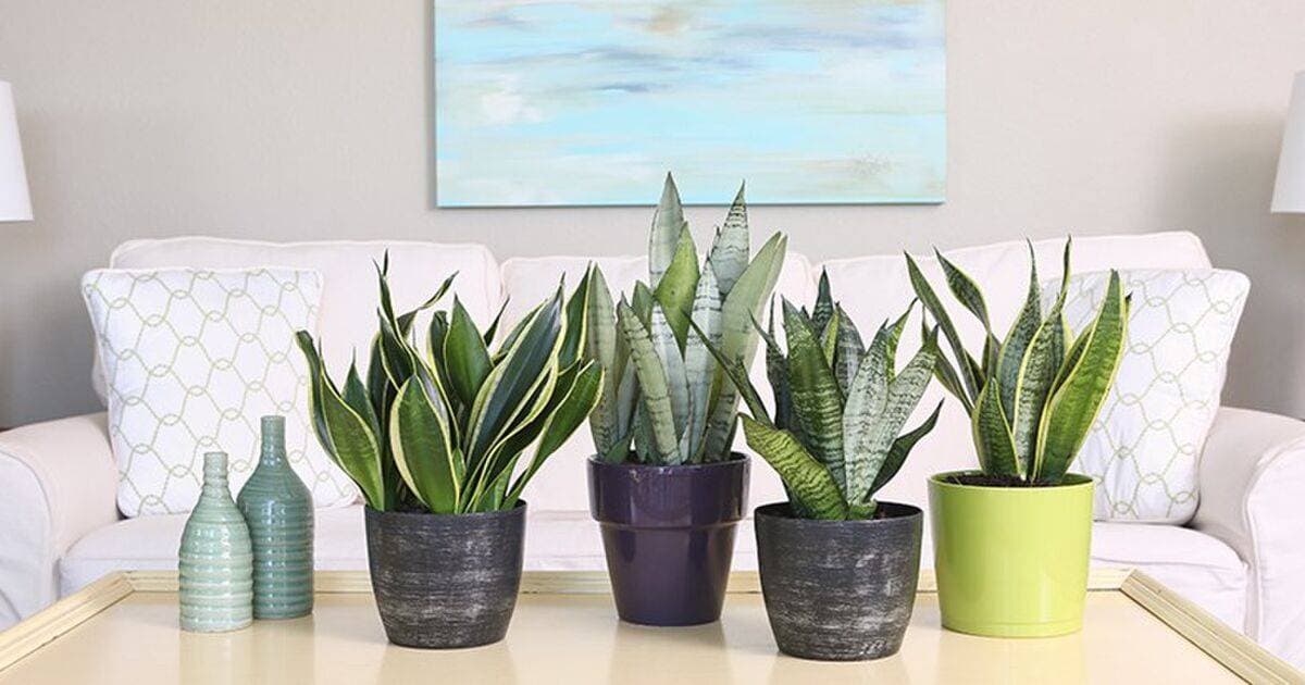 5 loại cây cần có để làm mát phòng cho mùa hè này