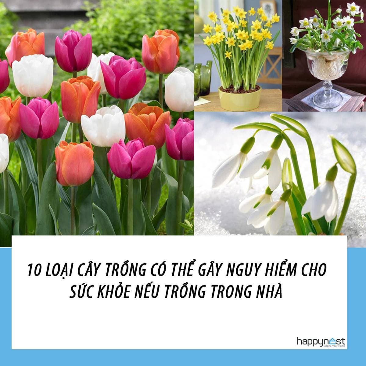 10 loại cây trồng có thể gây hại cho sức khỏe nếu trồng trong nhà