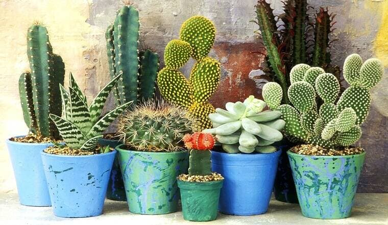 7 loại cây giúp khử mùi hôi trong nhà nhanh chóng, hiệu quả