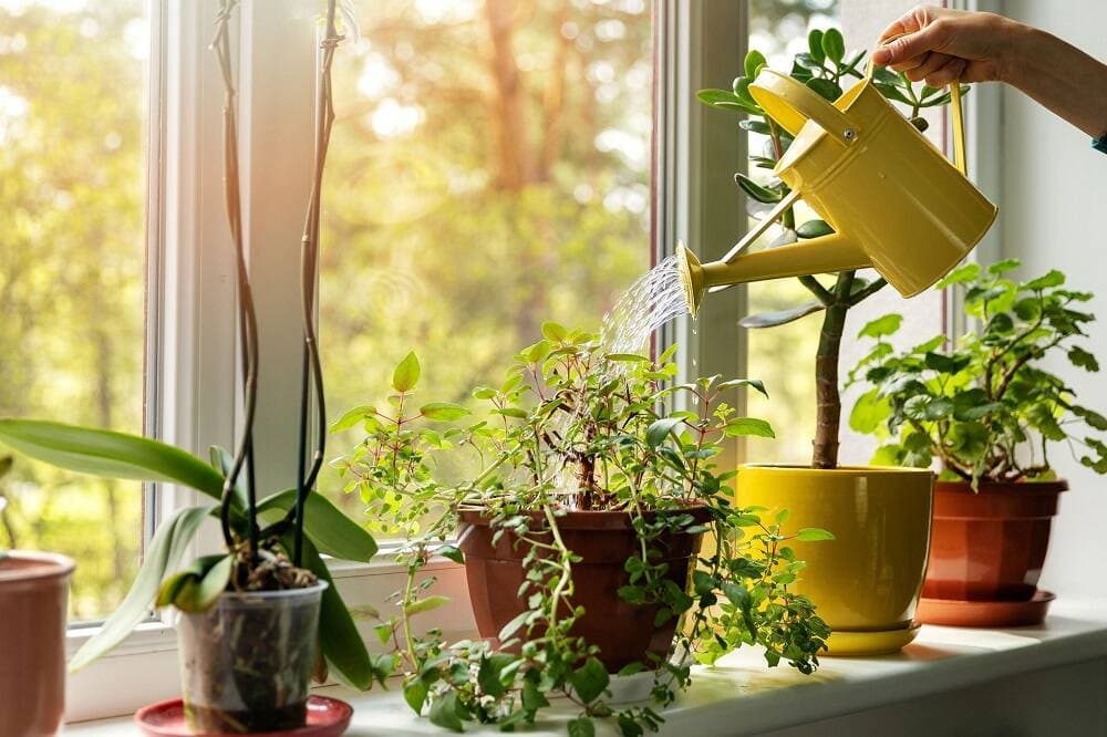 Bí quyết chọn chậu trồng hoa giúp cây trồng trong nhà phát triển tốt