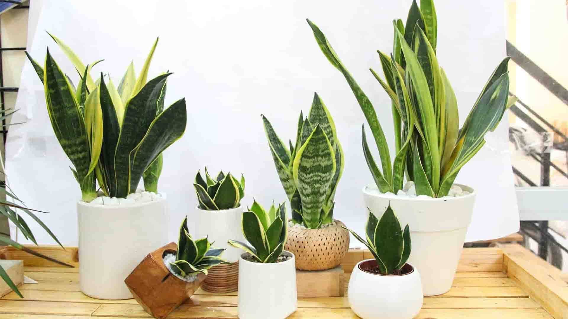 TOP 20+ cây trồng ban công chịu nắng tốt, dễ sống, lọc không khí tốt