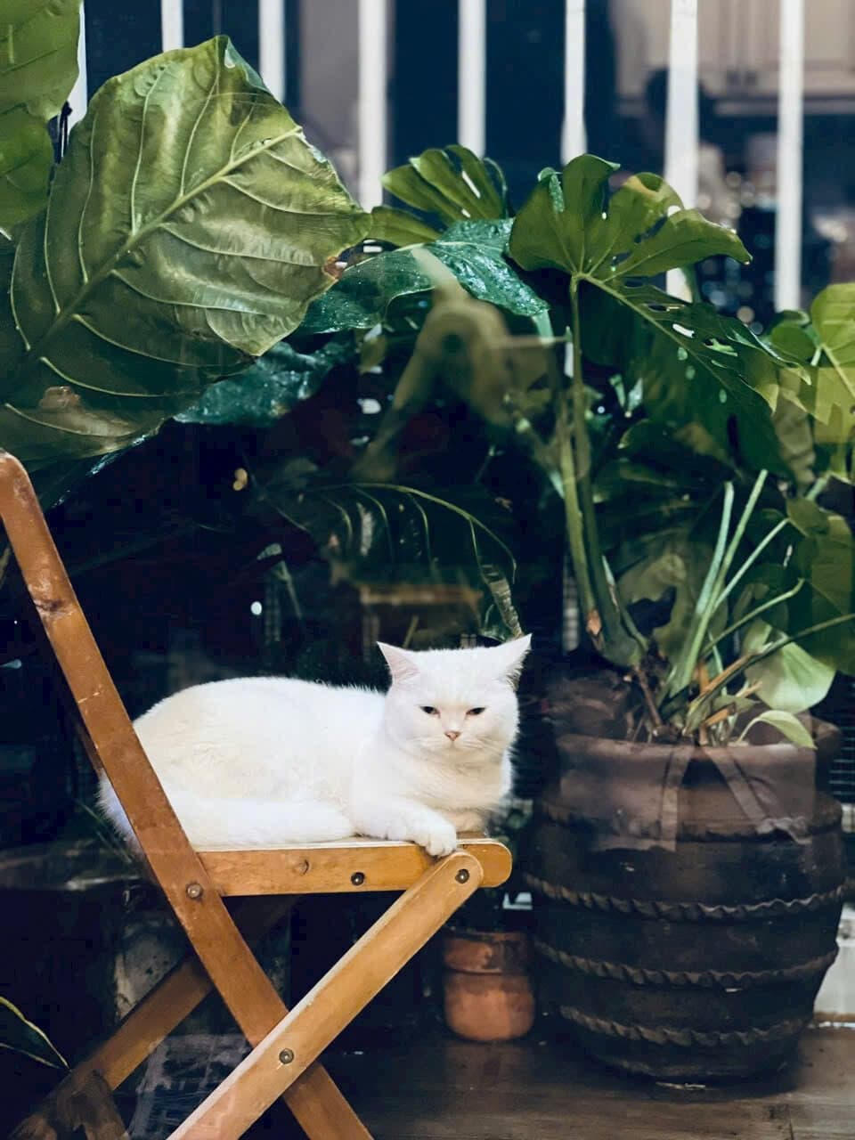Cozy Home - Bão tố dừng chân ngay trước cửa