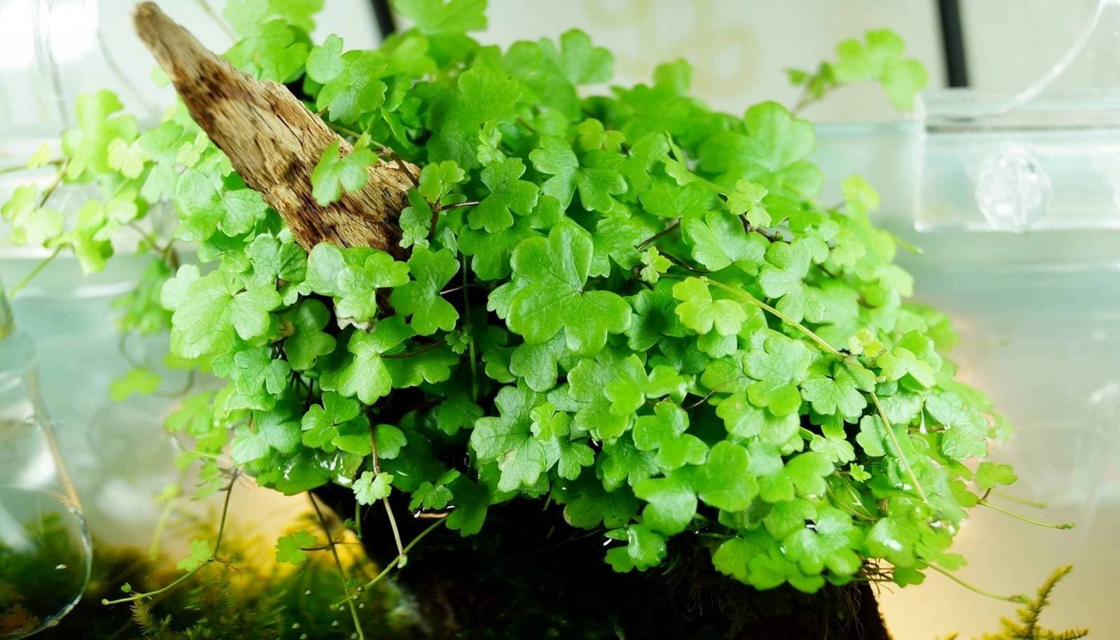Khám phá 10 loài cây thủy sinh giúp bể cá đẹp mắt và cân bằng sinh thái
