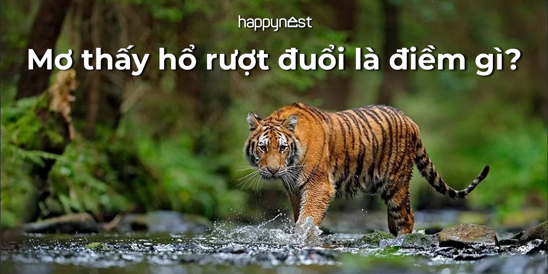 Mơ thấy hổ rượt đuổi là điềm gì? Hên hay xui?