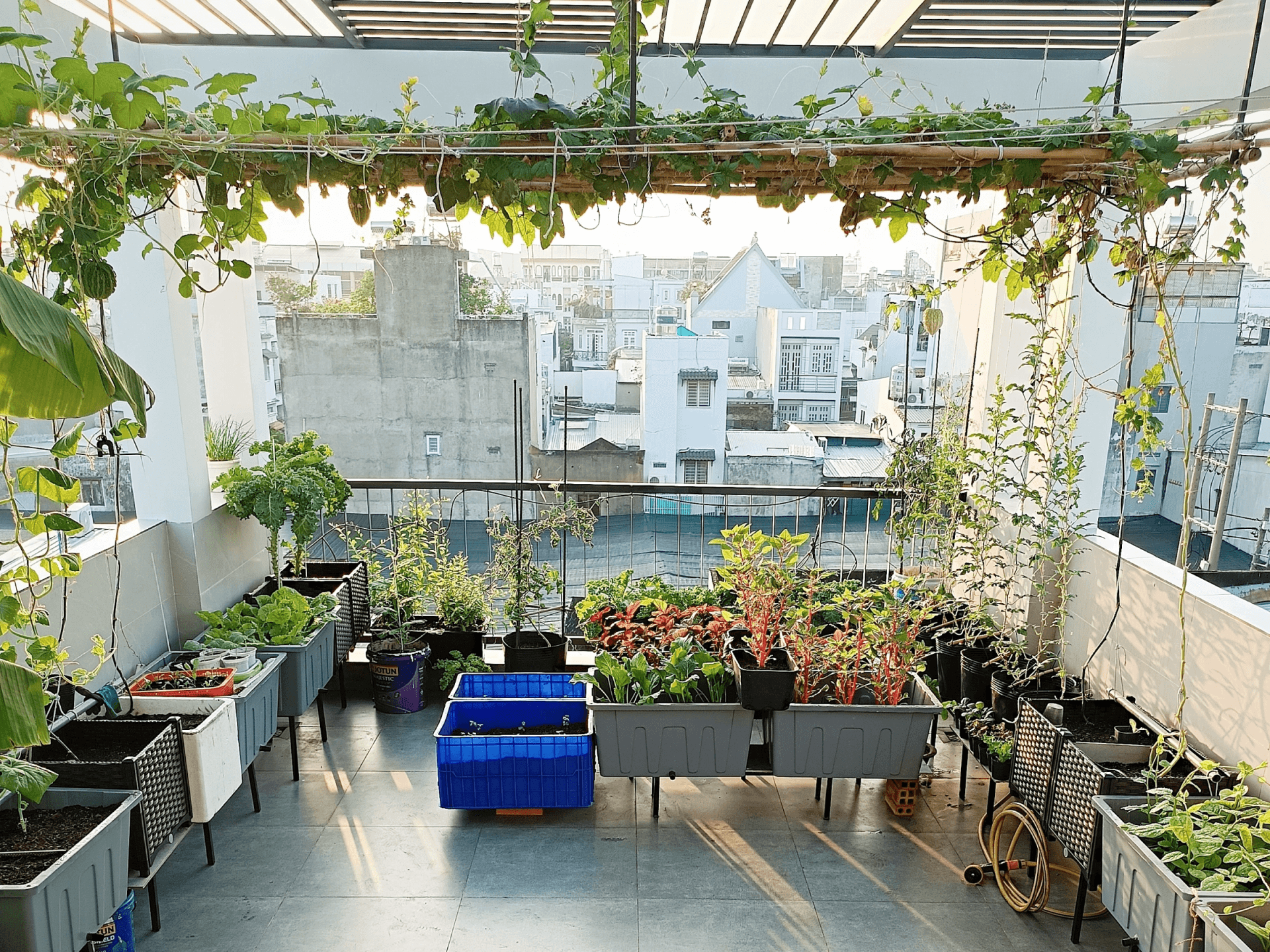 Vườn rau sân thượng 36m² của kỹ sư IT ở TP HCM