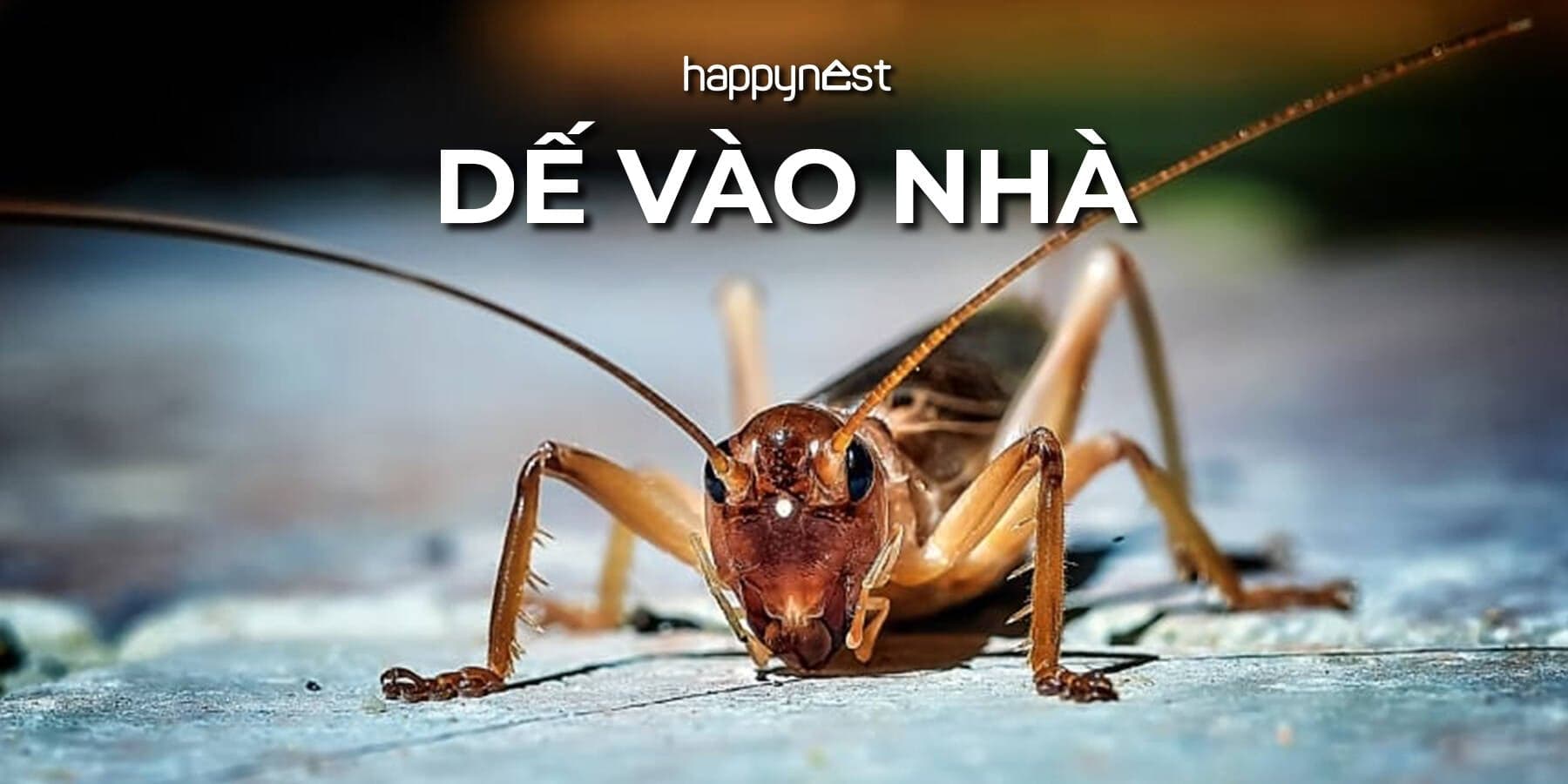 Dế vào nhà là điềm báo gì và giải mã hiện tượng dế bay vào nhà theo phong thủy
