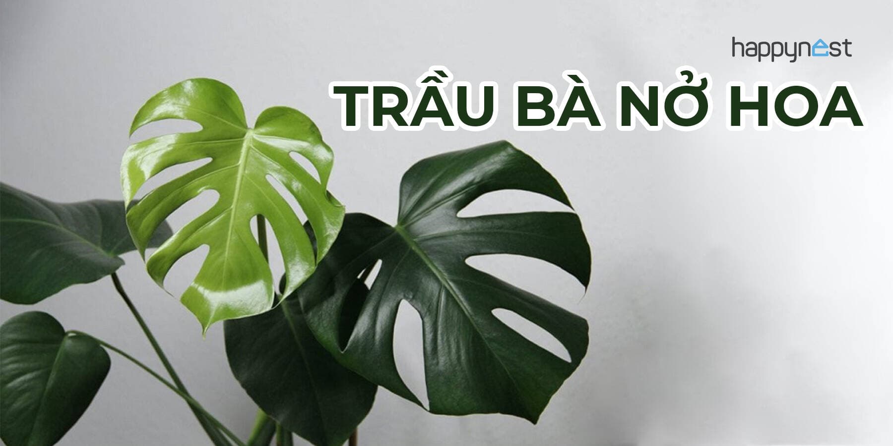 Trầu bà lá xẻ nở hoa có ý nghĩa gì và vì sao hiện tượng này hiếm gặp