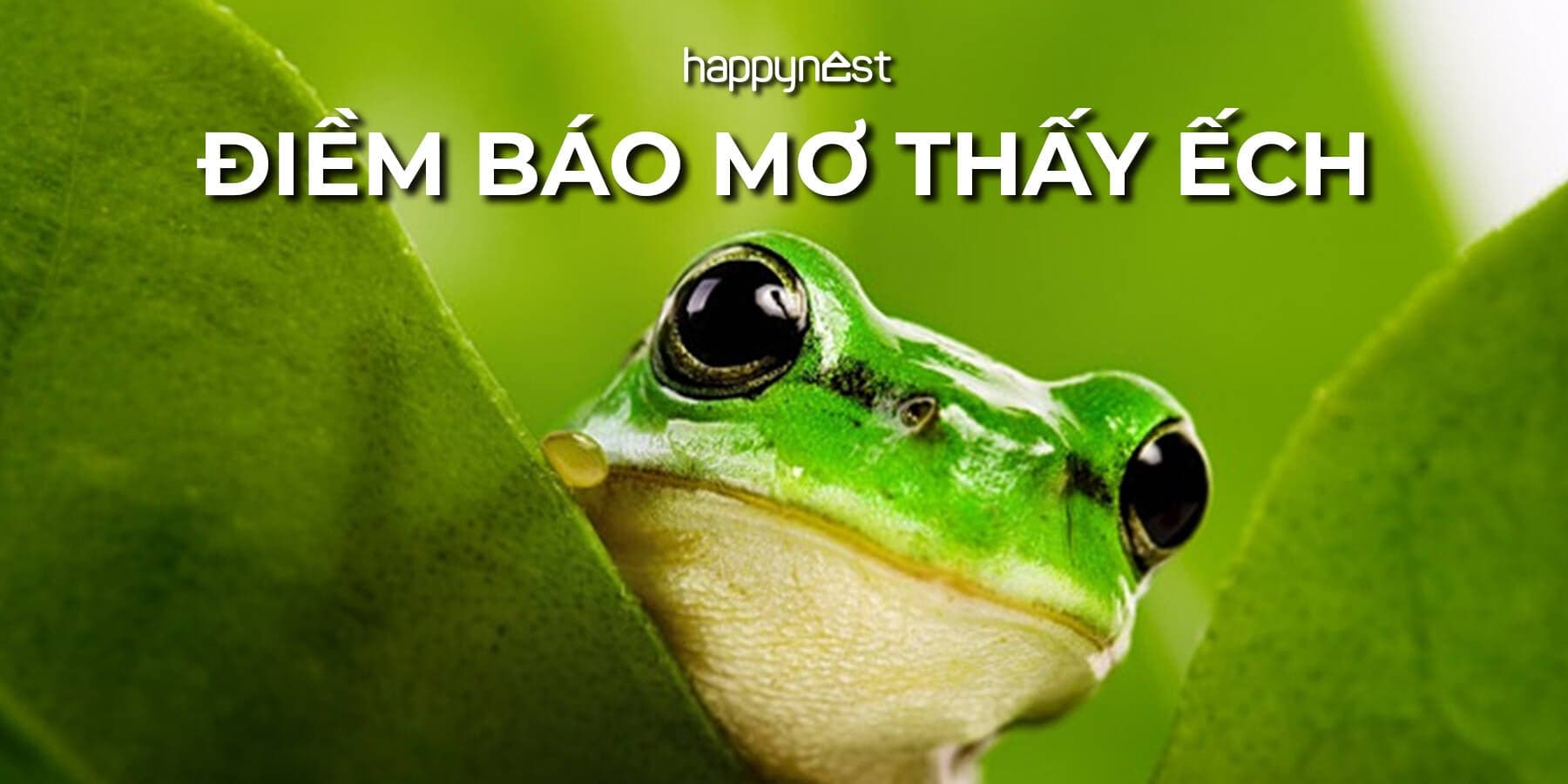 Giải mã giấc mơ thấy ếch vào nhà là điềm báo gì? Đánh con số mấy?