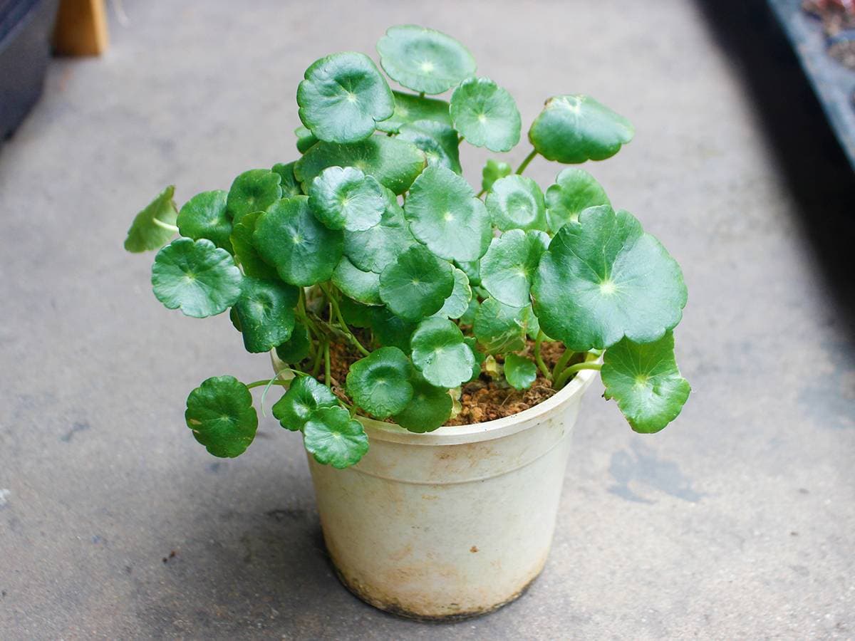 12 con giáp nên chọn cây gì để thu hút tài lộc, may mắn?