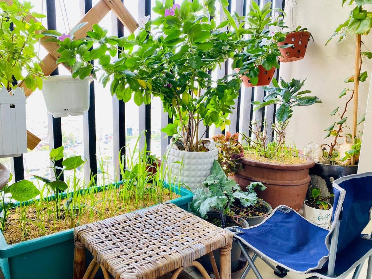 Ban công chung cư nhỏ hẹp cũng trồng được rau sạch nếu gia chủ ghi nhớ 4 lưu ý