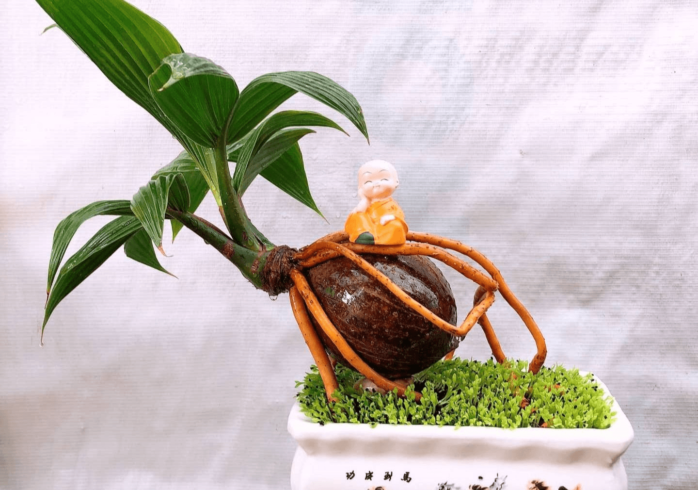 TOP 10 bonsai mini đẹp nhất hiện nay (cập nhật)