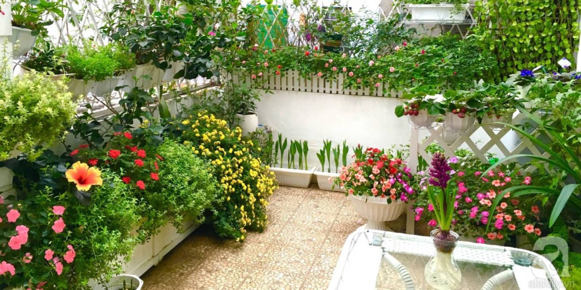 Chuyên gia chia sẻ kinh nghiệm trồng cây ban công ở chung cư