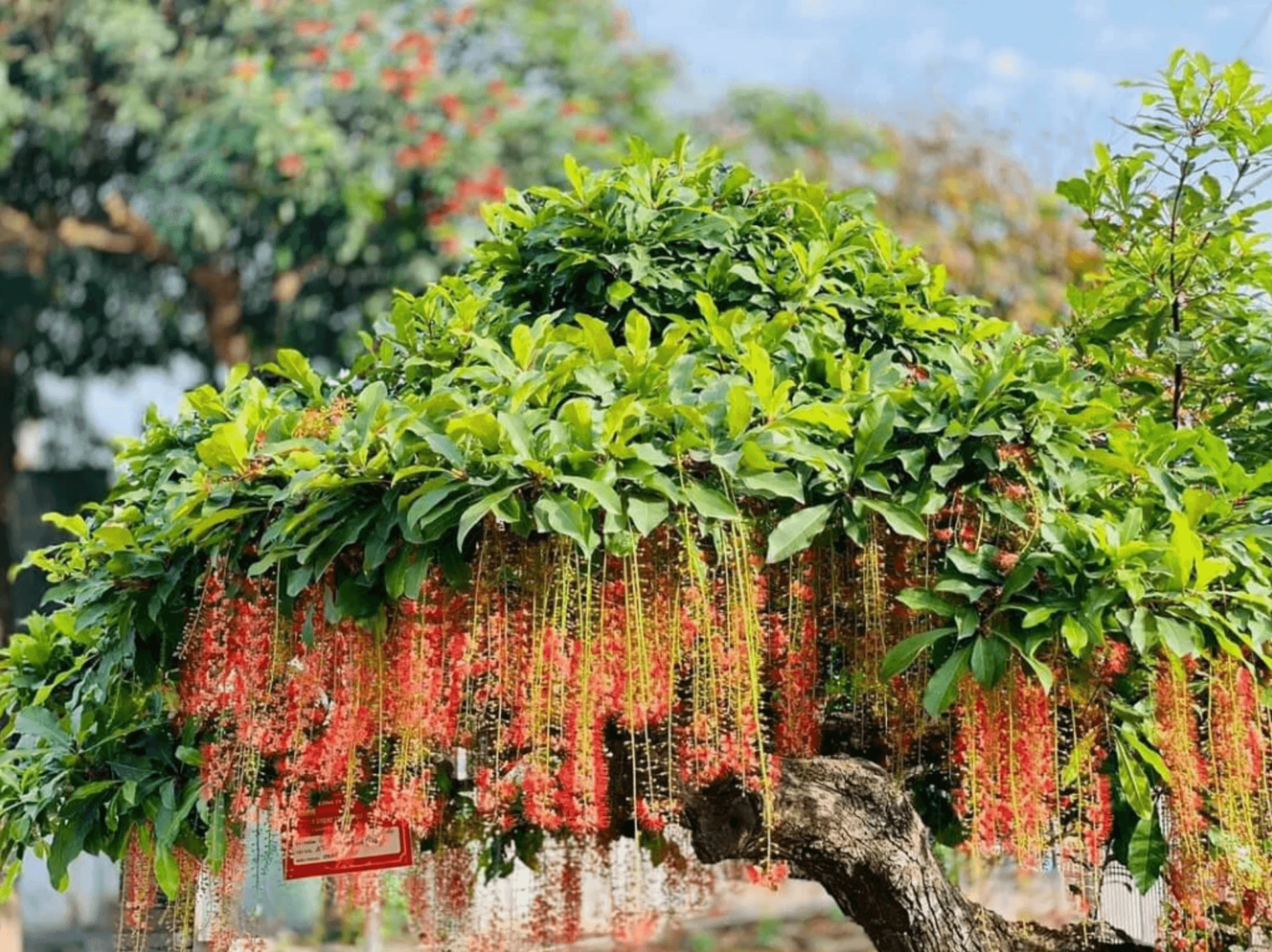 Vì sao cây lộc vừng là biểu tượng phong thủy không thể thiếu trong nhà bạn?