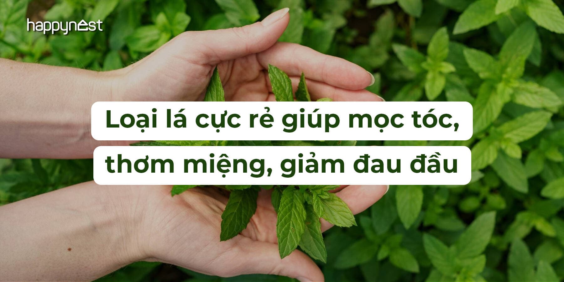 Loại lá cực rẻ ở Việt Nam giúp chống rụng tóc, kích thích mọc tóc con và trị đủ thứ bệnh