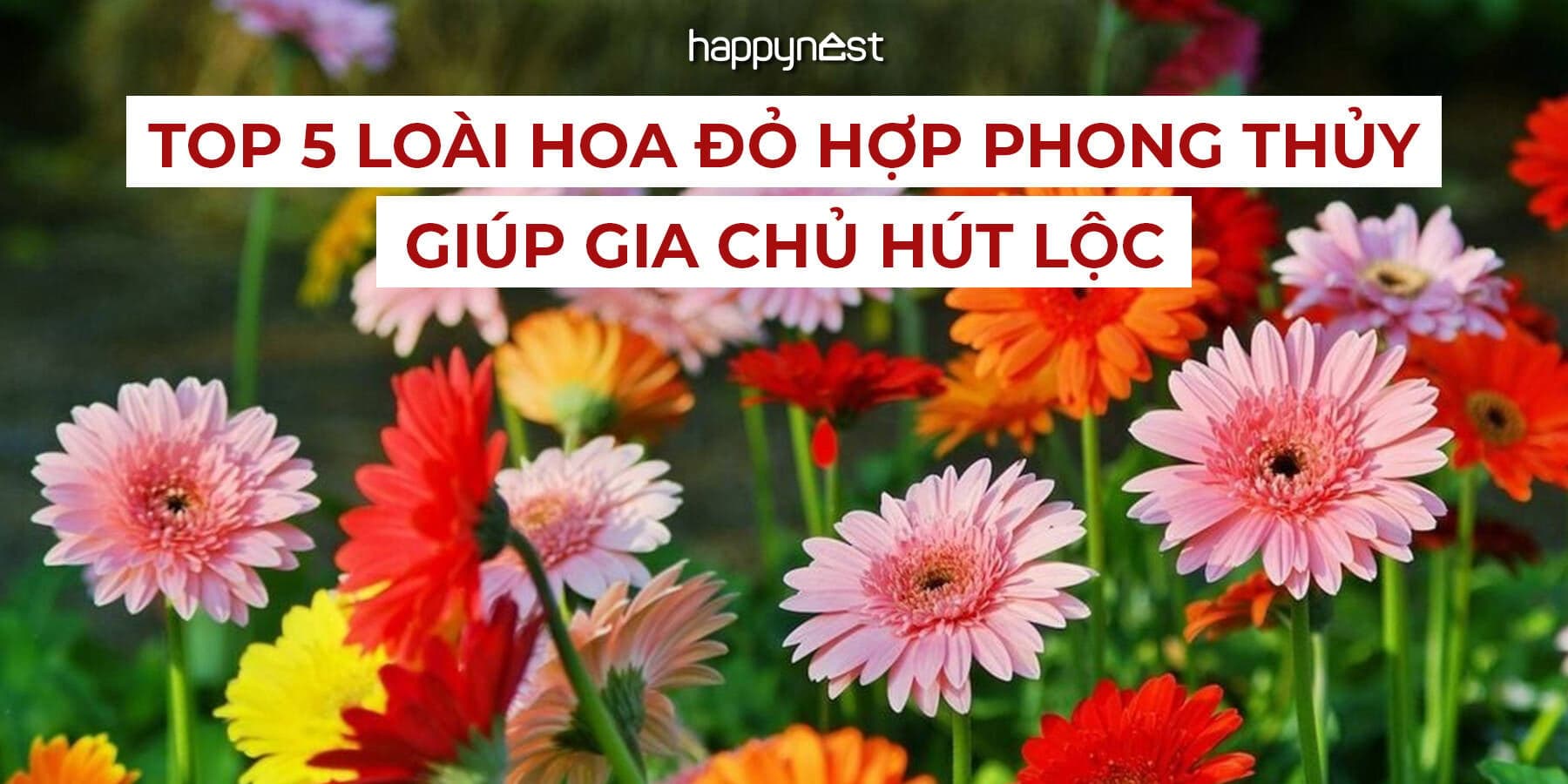 Top 5 loài hoa đỏ cực hợp phong thủy giúp gia chủ hút lộc, tăng tài vận