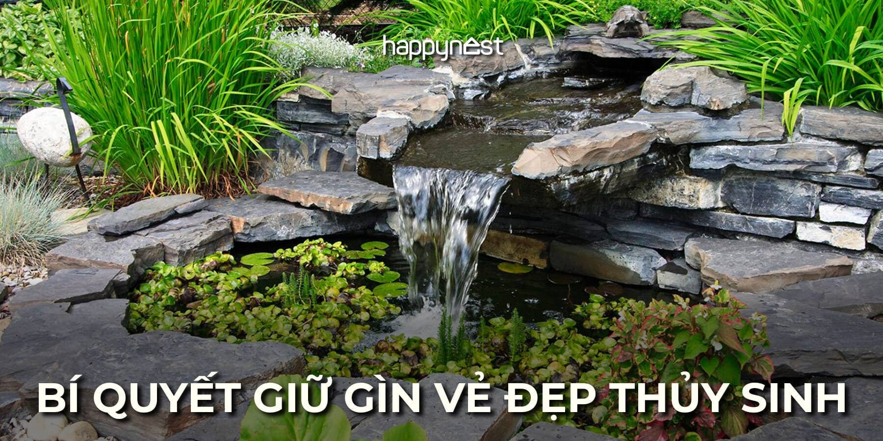 Bí quyết chăm sóc hồ cá thủy sinh trong vắt, bền đẹp quanh năm