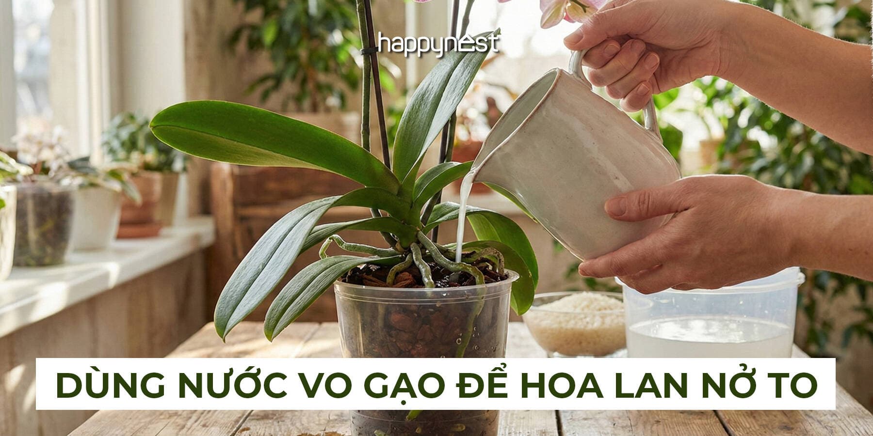 Tưới nước vo gạo cho lan hồ điệp, lan ý: Nên hay không và dùng sao cho đúng?