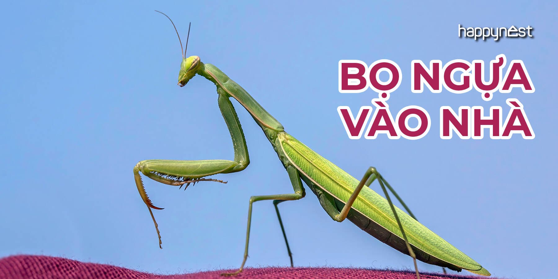 Bọ ngựa vào nhà là điềm báo gì và giải mã hiện tượng bọ ngựa bay vào nhà theo phong thủy