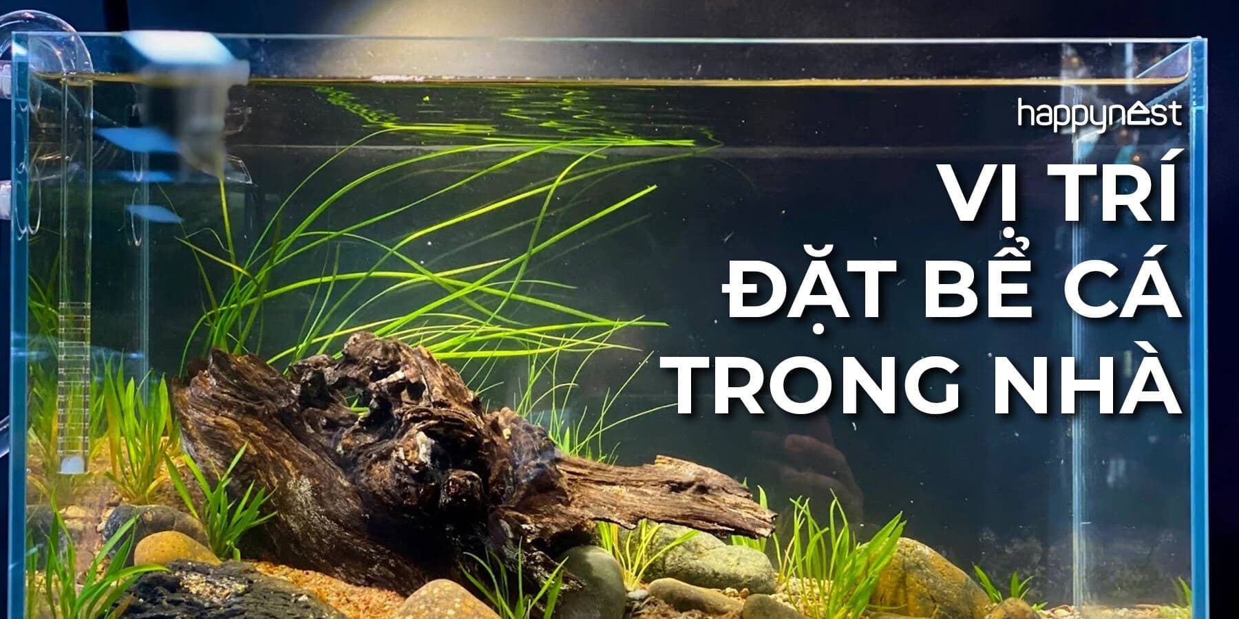 Vị trí đặt bể cá trong nhà hợp phong thủy và 7 nơi nên tránh đặt bể cá