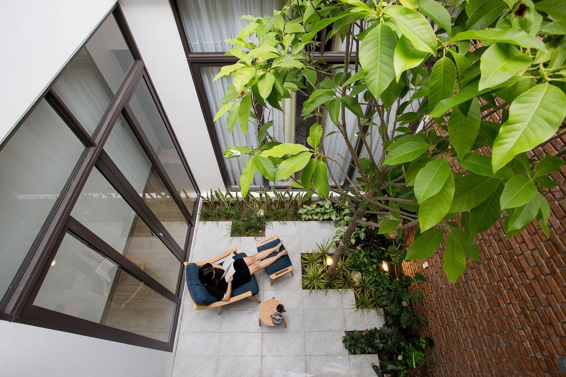 5 loại cây thân gỗ thường được trồng trong nhà