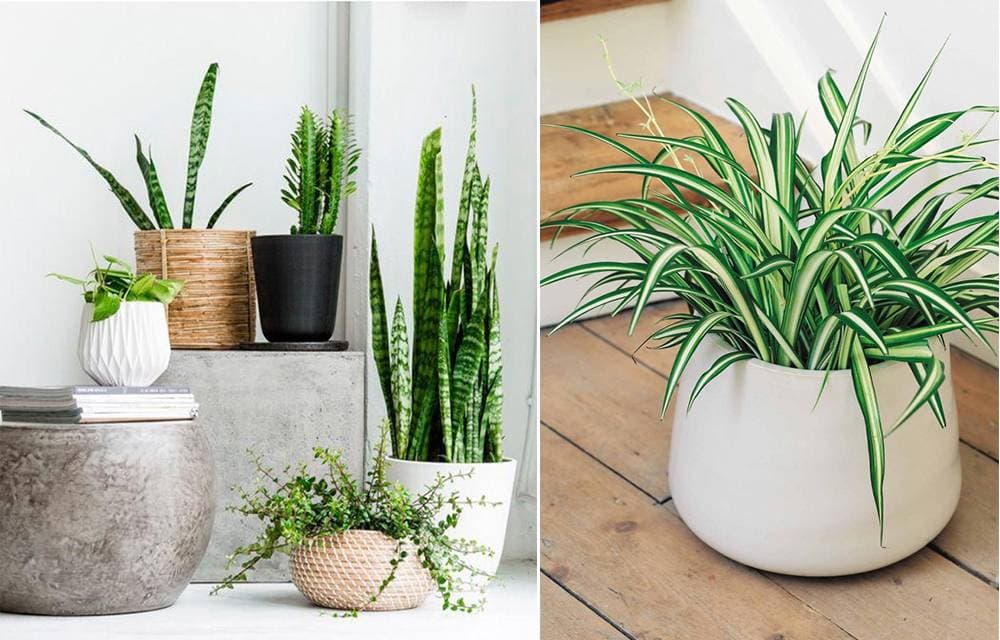 7 giống cây được khuyên trồng trong phòng tắm: Không chỉ đẹp mà còn hút ẩm tối đa