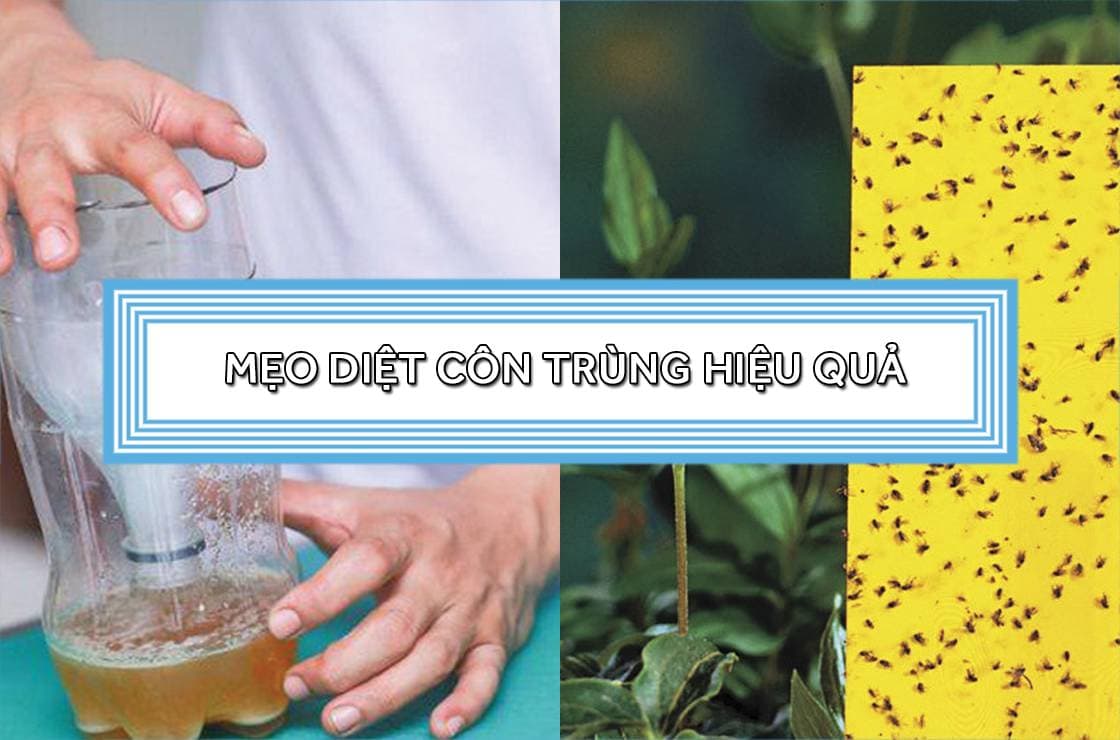 Điên đảo với mẹo diệt côn trùng triệt để, bạn đã thử chưa?