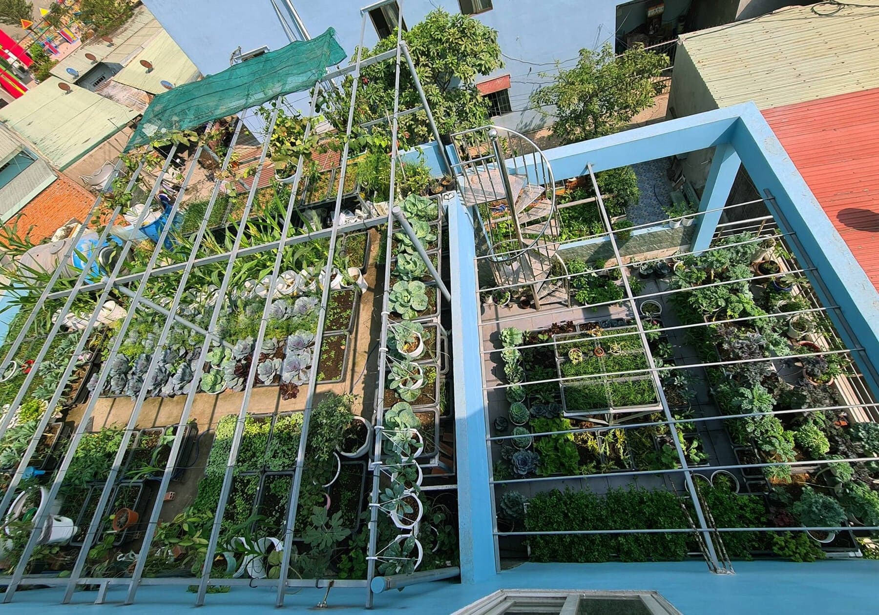 Chiêm ngưỡng vườn rau sân thượng 100m2 đều tăm tắp của gia chủ Bình Dương