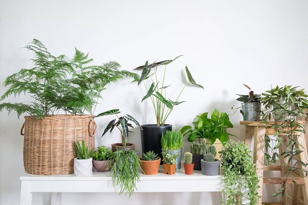 Làm thế nào để hạn chế muỗi khi trồng cây trong nhà?