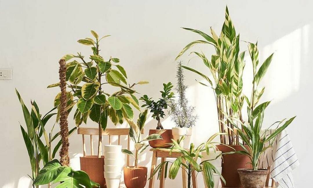 Tuyệt đối không nên mua những loại cây này vào ngày Tết