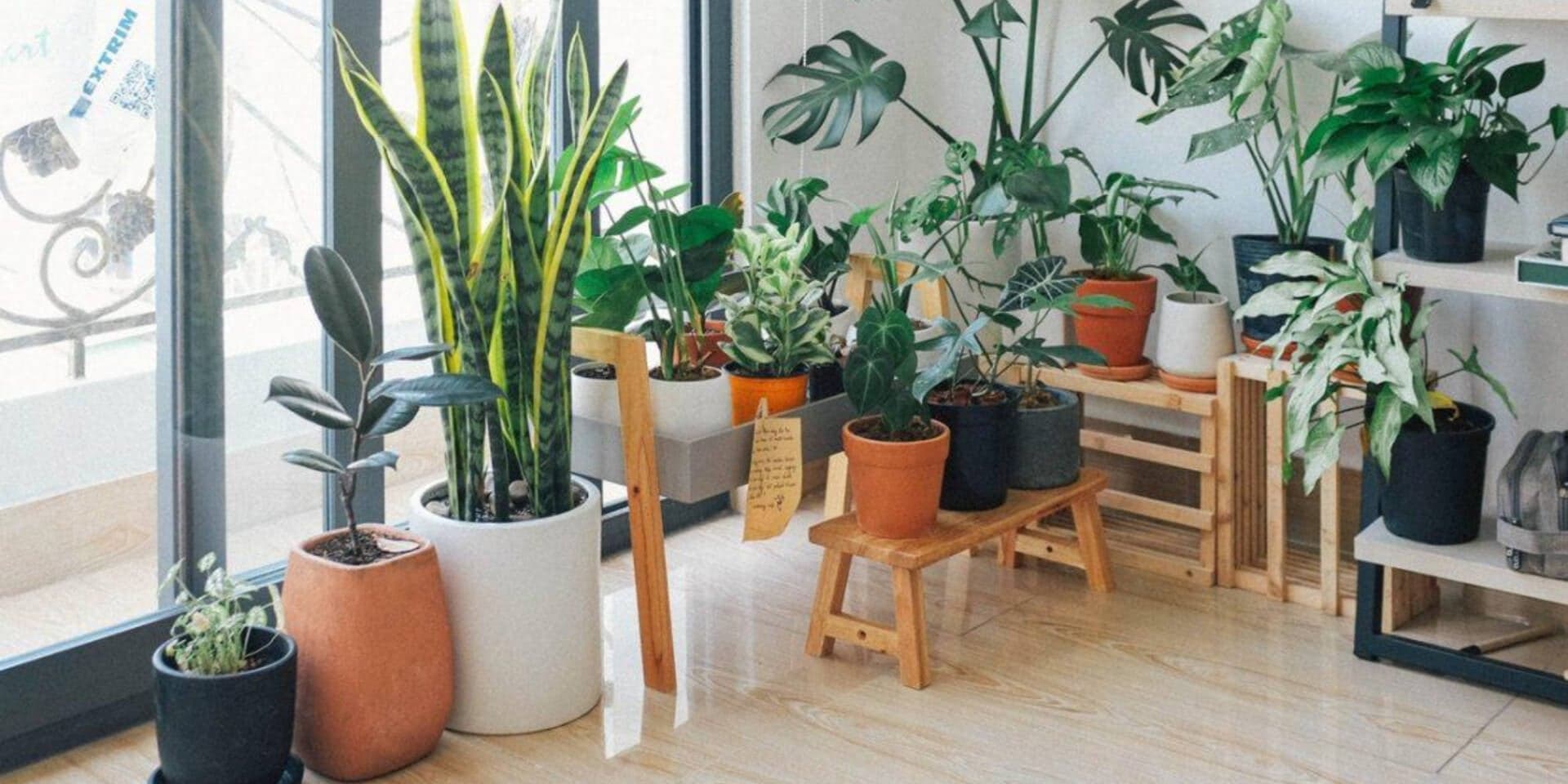12 cây phong thủy hợp với từng tuổi, gia chủ trồng đúng để rước tài lộc và may mắn