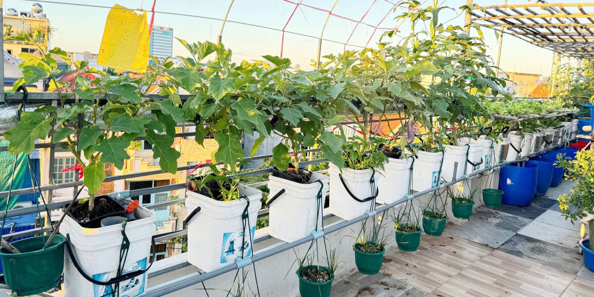 Gia chủ chi 200 triệu đồng tự tạo vườn sân thượng theo phương pháp Aquaponics