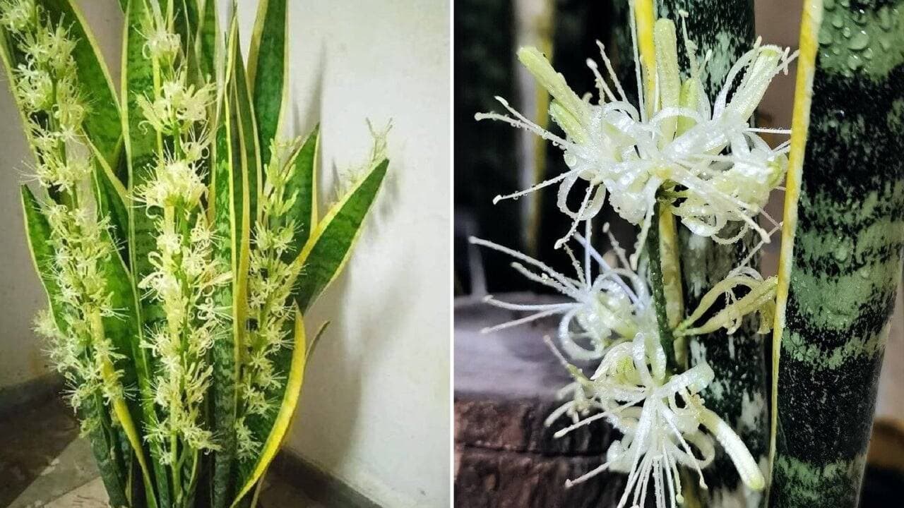 Lưỡi hổ ra hoa: Điều gì không phải là điềm tốt? Tại sao lại như vậy?