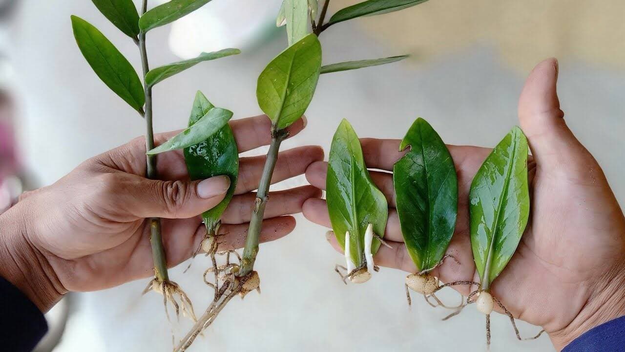 Chăm cây kim tiền thế nào để không bị vàng lá, thối rễ?