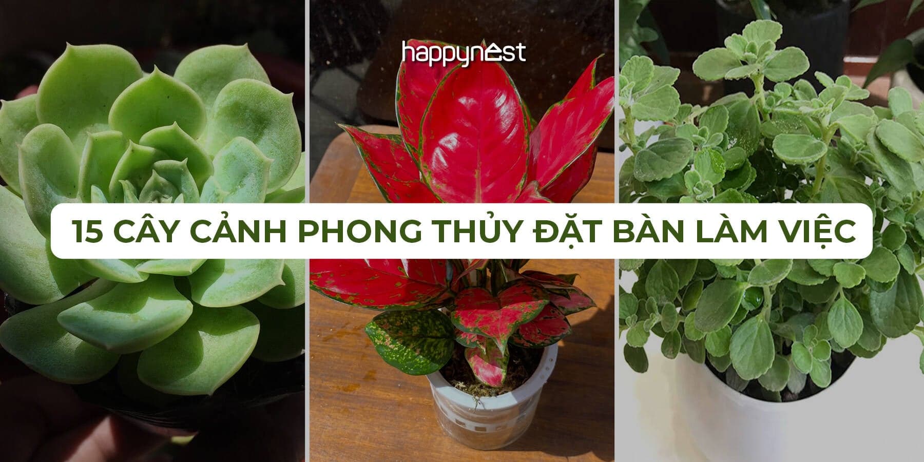 15 loại cây phong thủy để bàn làm việc giúp hút tài lộc và sự nghiệp thăng tiến