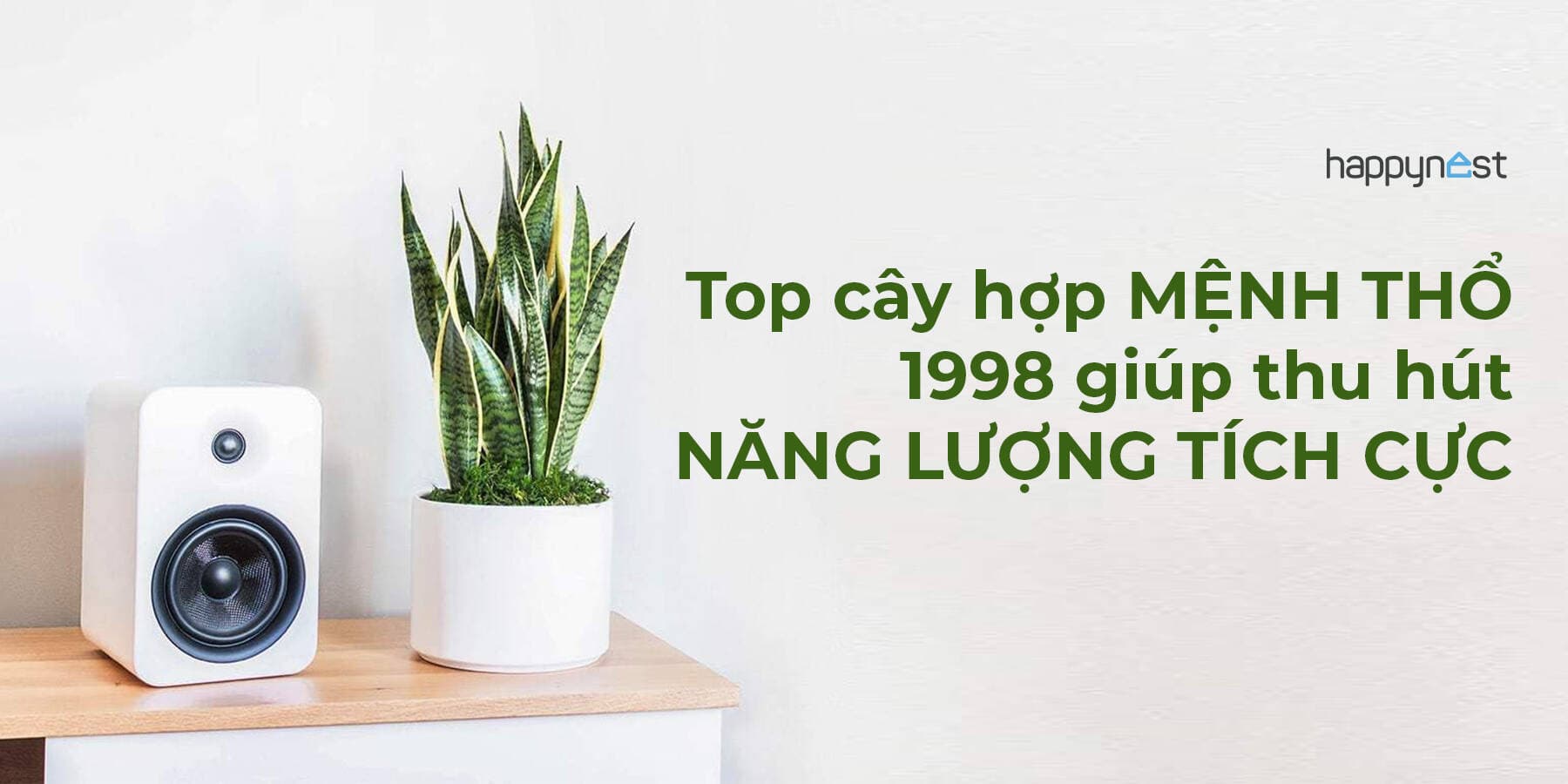 Tuổi Mậu Dần 1998 hợp cây gì? 9 loại cây phong thủy giúp mệnh Thổ thu hút tài lộc và may mắn