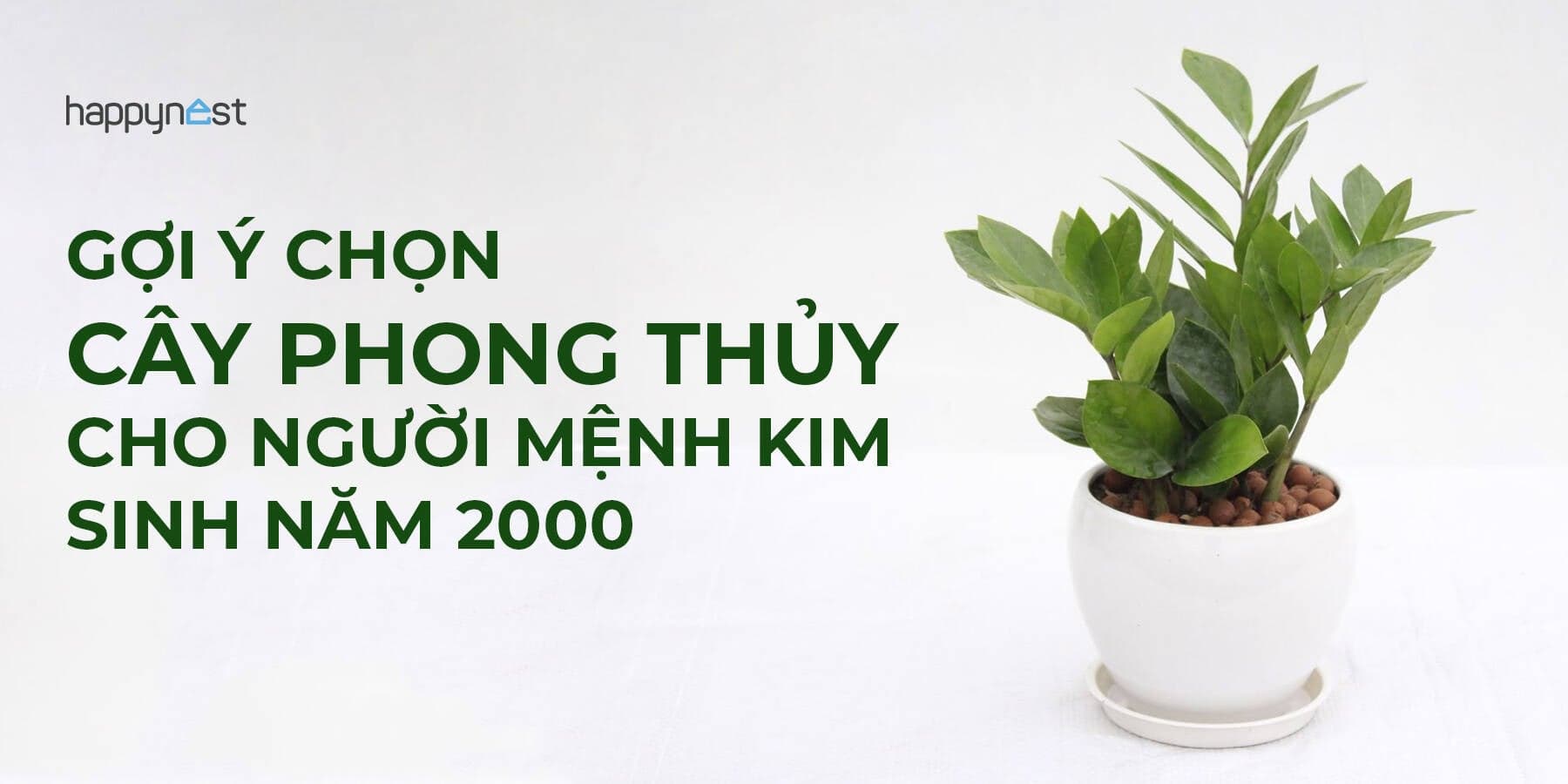 Tuổi Canh Thìn 2000 mệnh Kim trồng cây gì tốt? Gợi ý 11 cây phong thủy giúp “đổi vía”, hút lộc