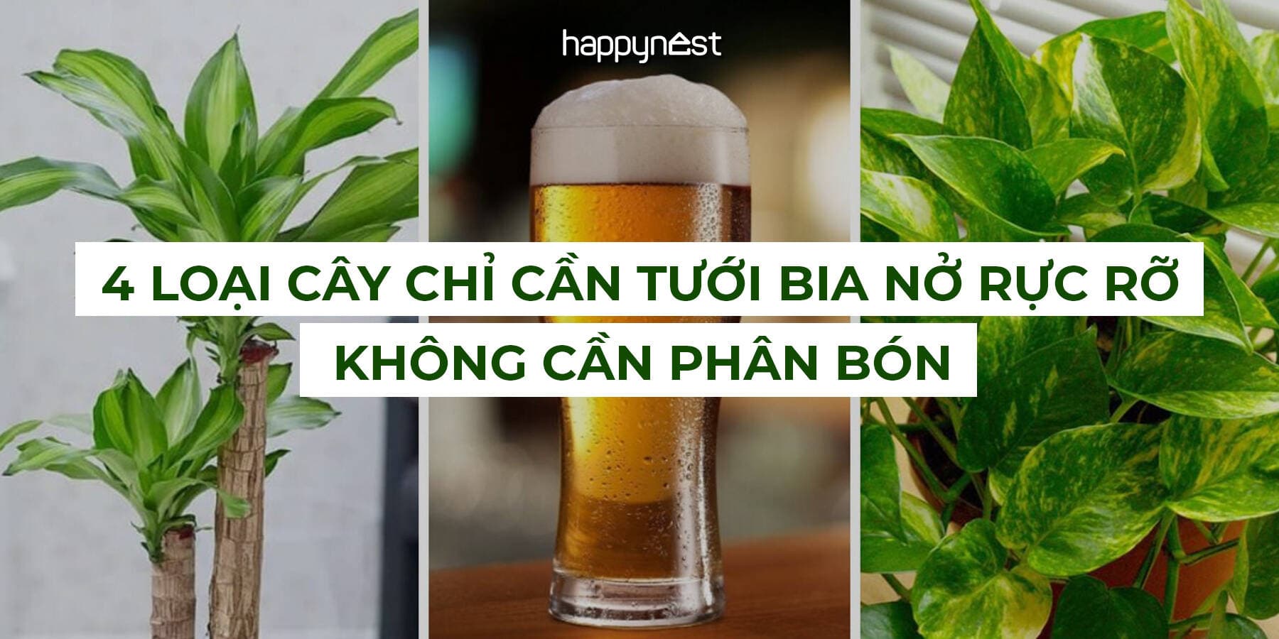 4 loại cây chỉ cần tưới bia nở rực rỡ không cần phân bón
