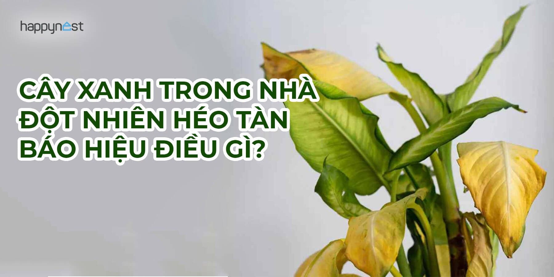 Cây xanh trong nhà đột nhiên héo tàn báo hiệu điều gì. Bạn nên biết để tránh đại kỵ
