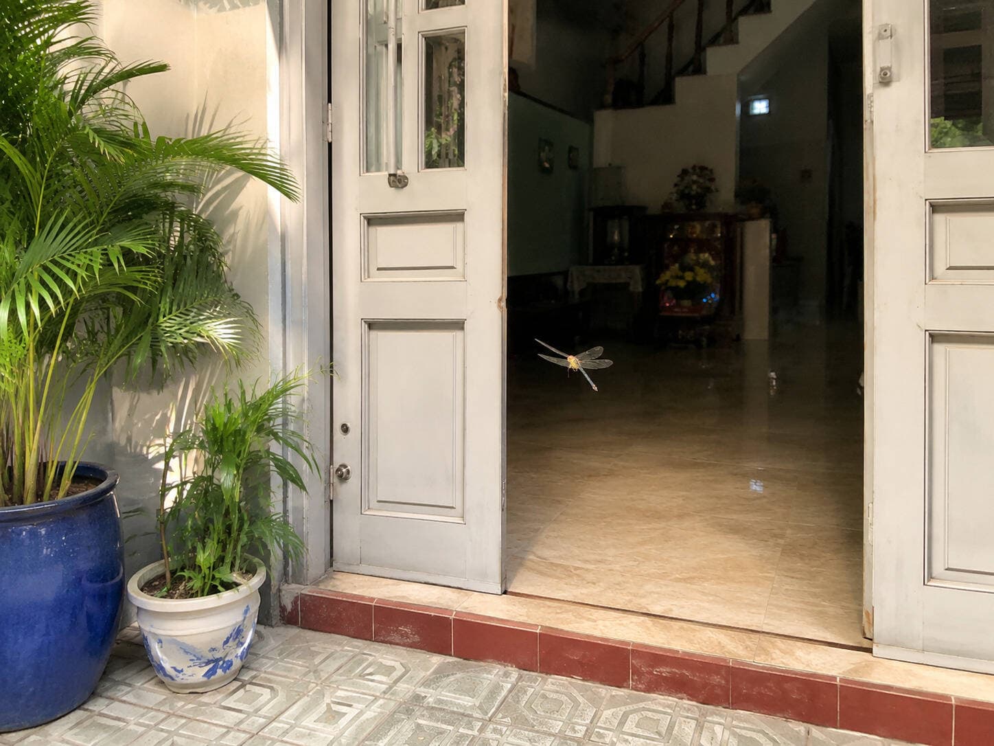 Chuồn chuồn bay vào nhà là điềm tốt hay xấu? Có nên xua đuổi?